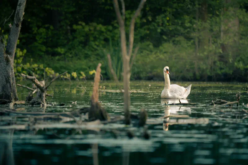 Höckerschwan (Cygnus olor)