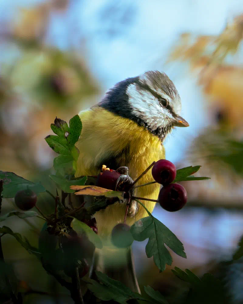 Blaueise (Cyanistes caeruleus)