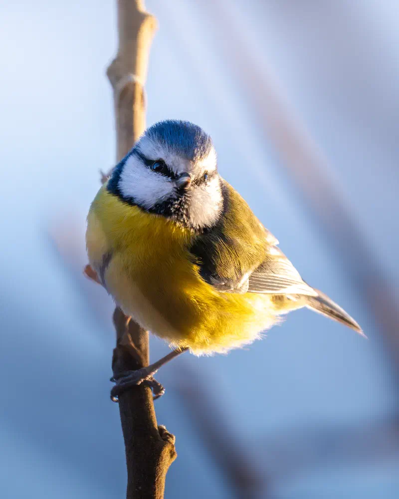 Blamueise (Cyanistes caerulus)