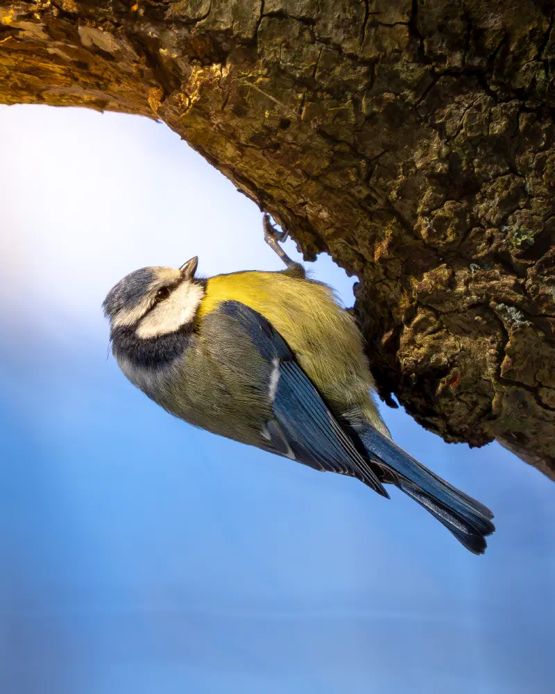 Blamueise (Cyanistes caerulus)