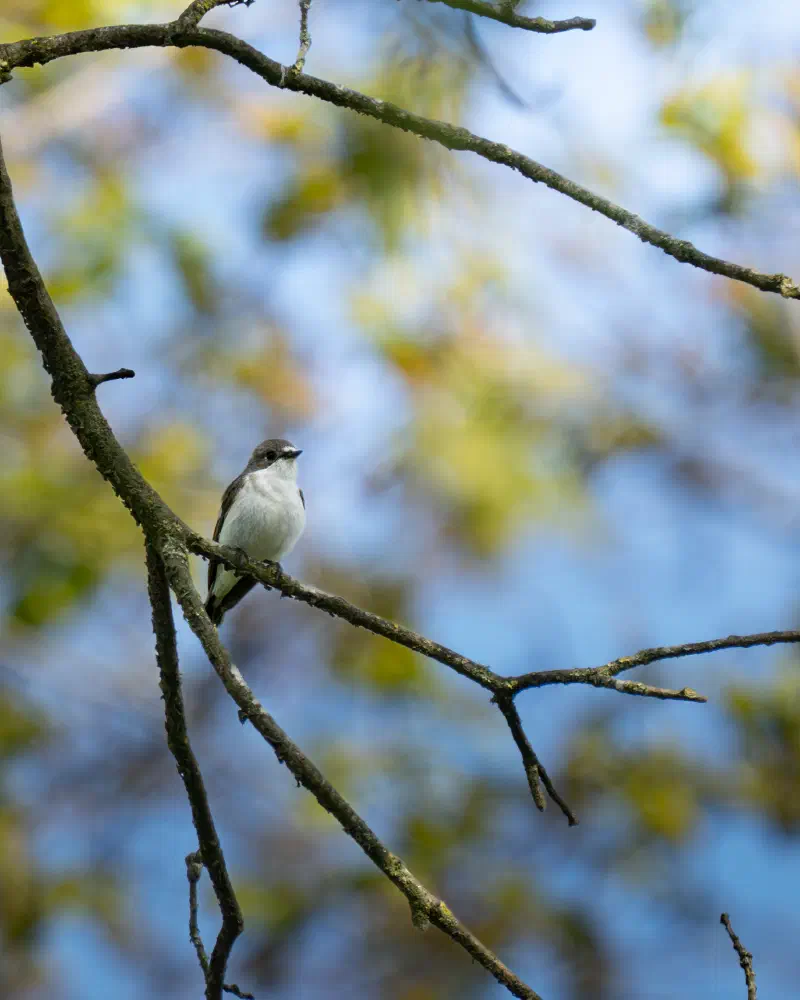 Trauerschnäpper (Ficedula hypoleuca)