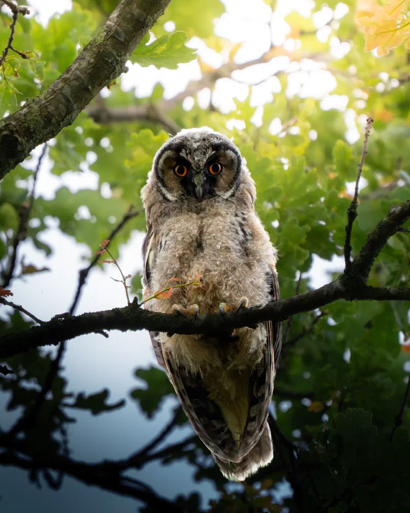 Junge Waldohreule (Asio otus)
