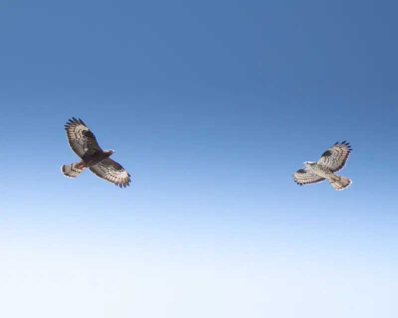 Wespenbussard (Pernis apivorus)