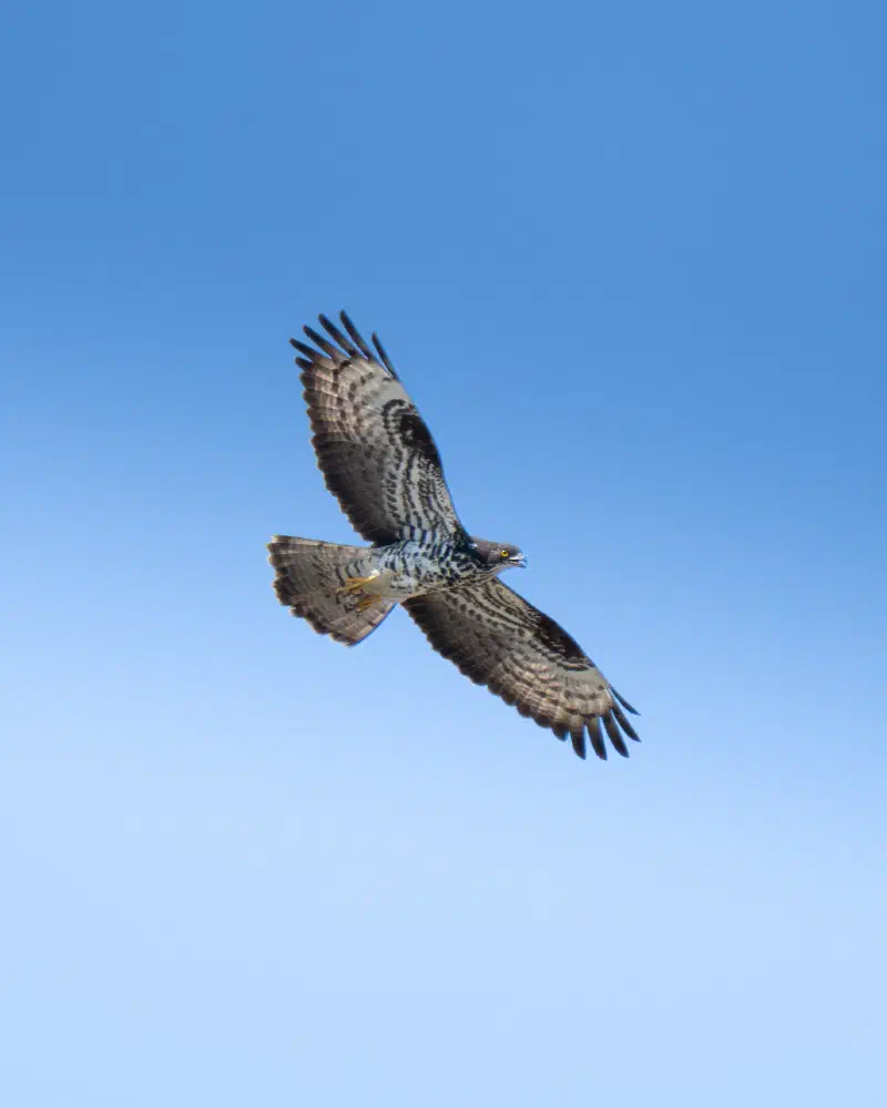 Wespenbussard (Pernis apivorus)