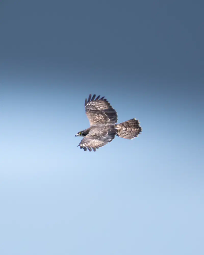 Wespenbussard (Pernis apivorus)