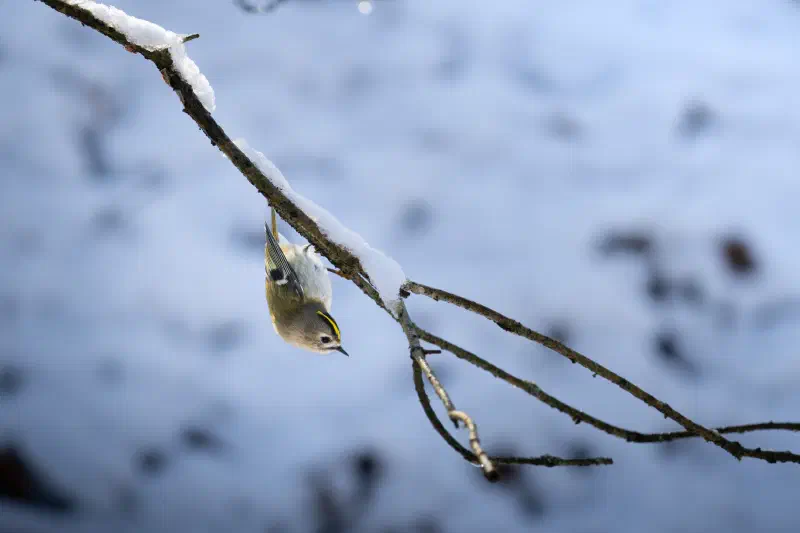 Wintergoldhähnchen (Regulus regulus)