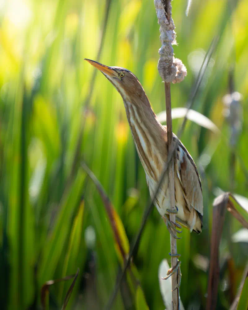 Zwergdommel (Ixobrychus minutus)