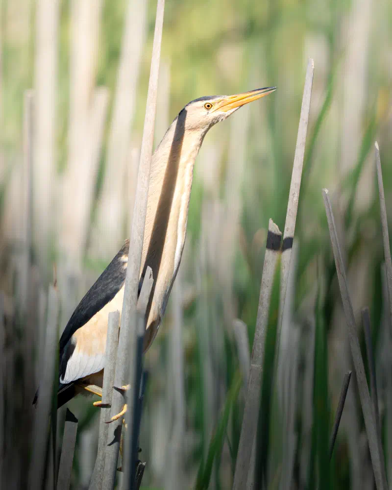 Zwergdommel (Ixobrychus minutus)