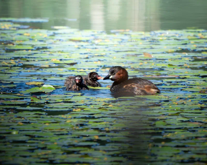 Zwergtaucher (Tachybaptus ruficollis)
