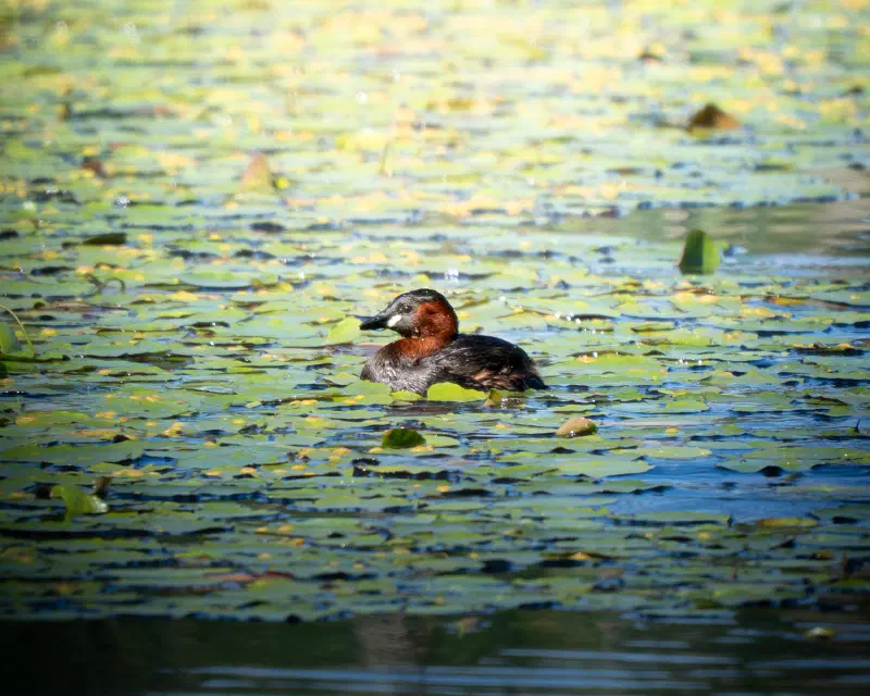 Zwergtaucher (Tachybaptus ruficollis)