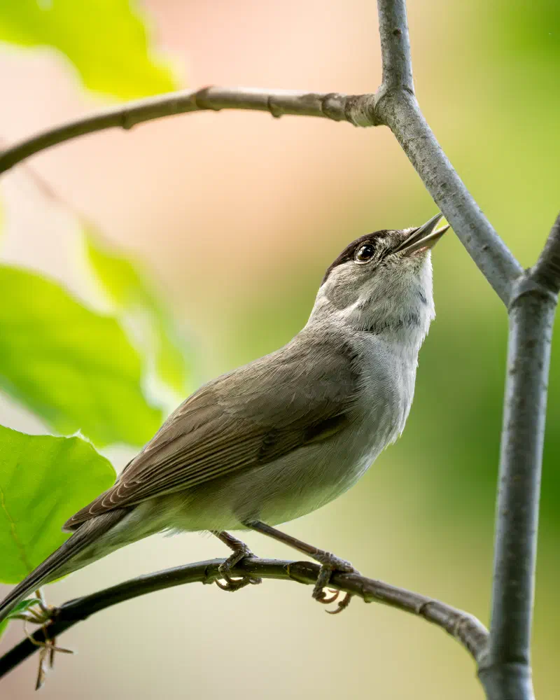 Mönchsgrasmücke (Sylvia atricapilla)