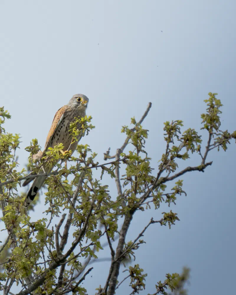Turmfalke (Falco tinnunculus)