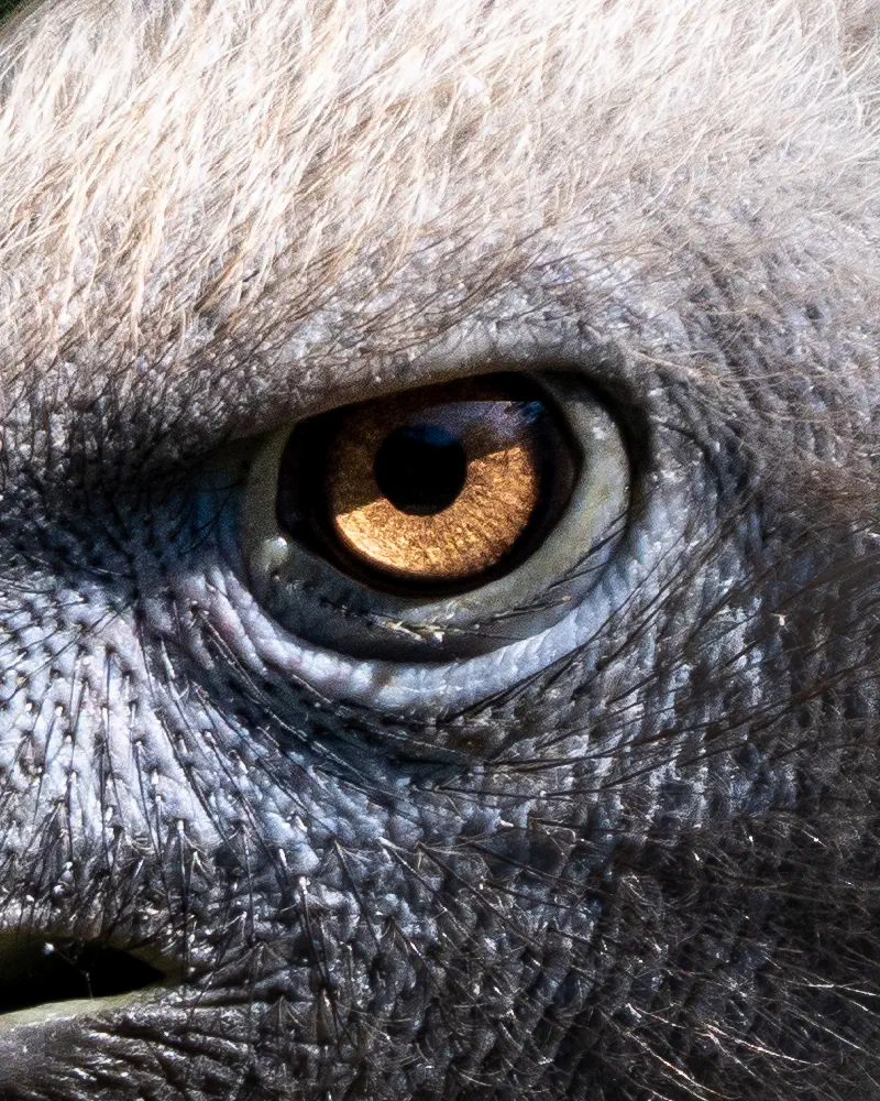 Gänsegeier – Auge (Gyps fulvus)