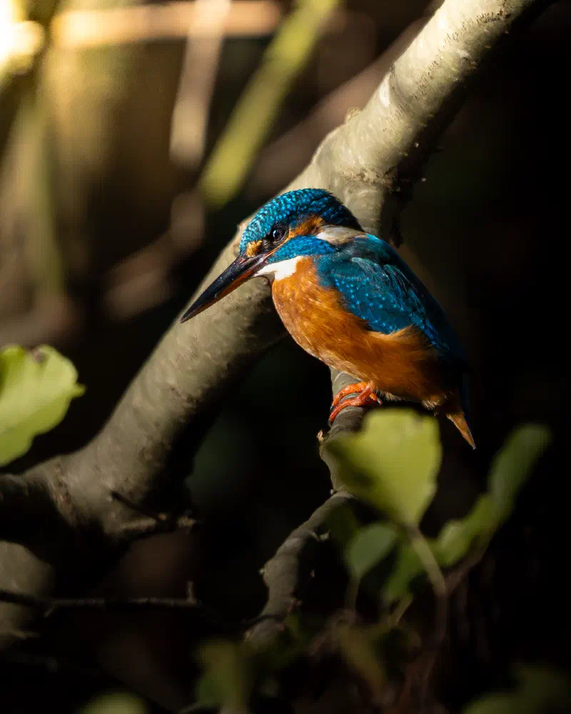 Eisvogel (Alcedo atthis)