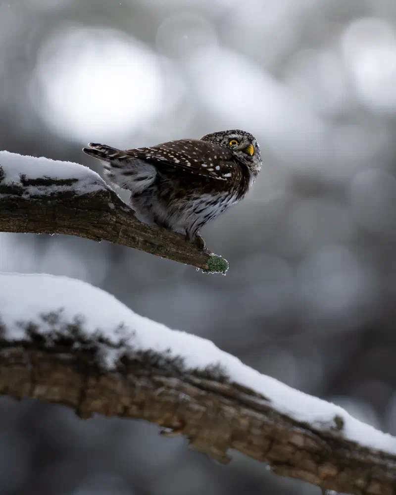 Sperlingskauz (Glaucidium passerinum)
