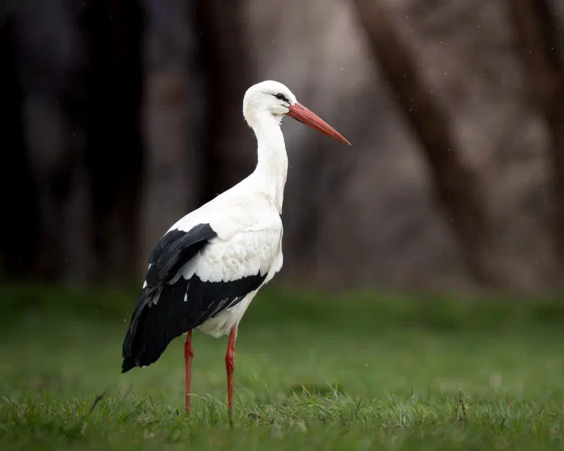 Weißstorch (Ciconia ciconia)