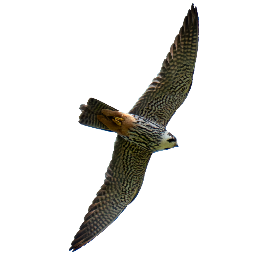 Fliegender Vogel